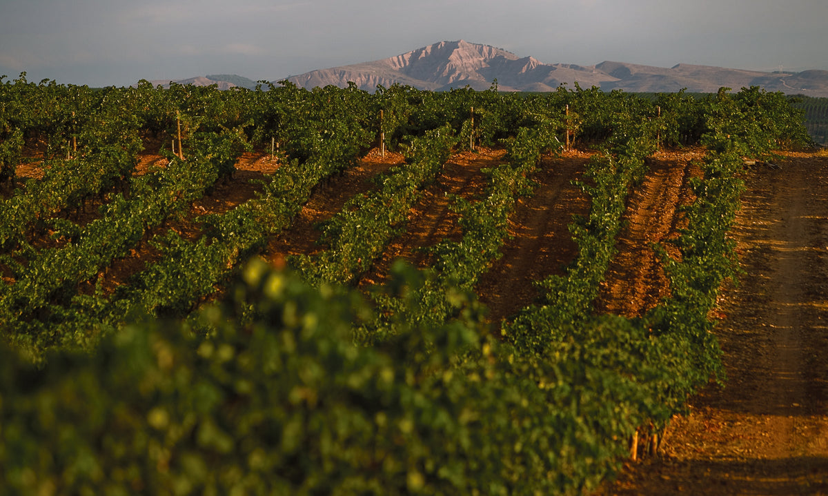 Bodegas Ontañón